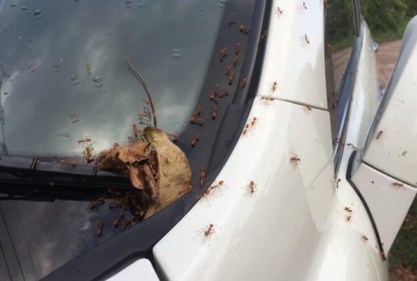 Пържените картофи, разпръснати под седалката, и изоставената в купето почти празната чаша за сок директно изпращат покана за мравките. Затова всички боклуции, особено кутии и опаковки от храна задължително трябва да се премахнат. 

Същото се отнася и за изоставени дълго време дрехи като екип за фитнес и маратонки, които излъчват миризма. С течение на времето тя се засилва и в един момент става непоносима.