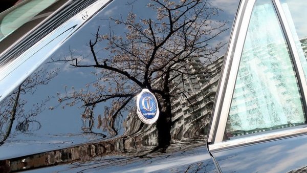 Клиентите могат да избират измежду няколко цвята за Century - Asuka (черно-червена слюда), Mashu (светло-синя) и Seika (сребрист металик). Но почти всички залагат на традиционния за флагмана на Toyota цвят - Kamui (черно). Той е толкова бляскав, че действа като огледало. Това се вижда от отражението на прочутите вишневи дръвчета в Токио.

