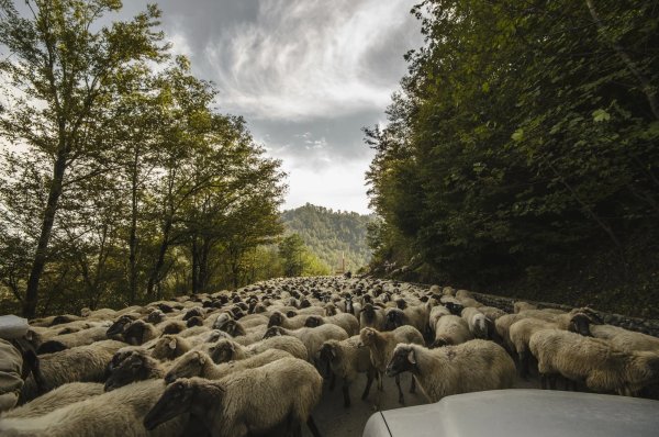 Ако нечие куче, котка, пиле, прасе или друго животно изскочи на пътя и шофьорът е нарушил правилата - минал е на червено, превишил е скоростта и т.н., то собственикът може да претендира за обезщетение. Застраховката „Гражданска отговорност“ не го покрива, тъй като юридическа гледна точка животните не са субект на правото, съответно не са носители на права и задължения и не могат да извършват правни действия. Те са обект на правото и в теорията и практиката се приравняват на вещ.

Собственикът на животното обаче може да поиска обезщетение чрез съда. Ако ударите животно и избягате, това може да се приравни на напускане на мястото на инцидента.

На теория работи и обратното правило - ако животно изтича на пътя по вина на собственика и причини инцидент, собственикът трябва да компенсира водача за щетите. На практика обаче съдът в такива случаи може да не застане на страната на шофьора. Включително защото е изключително трудно да се докаже вината на животно при инцидент.