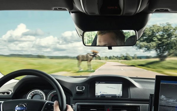 Първата реакция на шофьор, който забележи животно на пътя, е инстинктивна - да се опита да го избегне. Това обаче трябва да се направи много внимателно, защото често рефлексът за предотвратяване на сблъсъка често води до навлизане в платното за насрещно движение и става причина за челен сблъсък. Всяка маневра без правилно оценяване на ситуацията е опасна и за движещите се отзад превозни средства.

При възникване на катастрофа с няколко превозни средства заради избягване на животно, в повечето случаи шофьорът, който се е опитал да маневрира, ще бъде обявен за виновен. Единственото правилно действие от гледна точка на правилата за движение в случай на неочаквана поява на препятствие на пътя е опит за спиране без смяна на лентата.