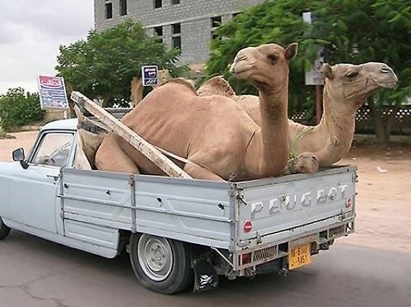 АвтоСмях