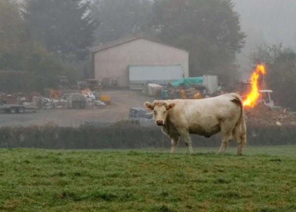 Категорично не. По данни на самата Европейска комисия автомобилите, включително лекотоварните, дават около 12% от всички парникови емисии на континента. Селскостопанската индустрия, все още щедро субсидирана от Брюксел, дава почти тройно повече парникови газове. Но да се говори за мерки в селското стопанство е почти неприлично в доминираните от французи европейски институции. Съществен принос за парниковия ефект имат и туризмът, и авиацията, и тежката промишленост. Политика, която не обхваща проблемите от всички страни, едва ли може да доведе до друго, освен до изкривявания на пазара и спекулативни, кратковременни "решения". 
