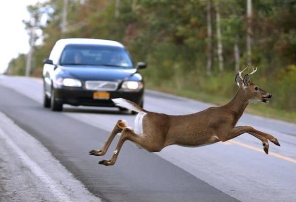 Във всеки един момент на пътя могат да се появят големи дупки, боклуци или животни. Ако шофирате твърде бързо, има голям шансове да не успеете да ги избегнете навреме. Често резултататът е навлизане в лентата на насрещно движение или излитане в канавката.

