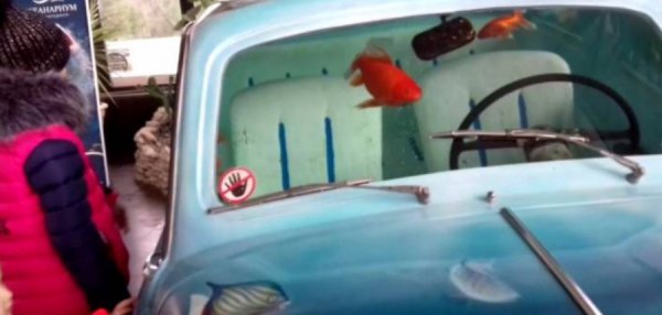 Един проект, който може да стане част от всеки хол - автомобил, от който бе направен аквариум. На външен вид изглежда, че колата е потънала и паднала на дъното на океана, което ще се хареса на всички, които обичат дълбоководното гмуркане.