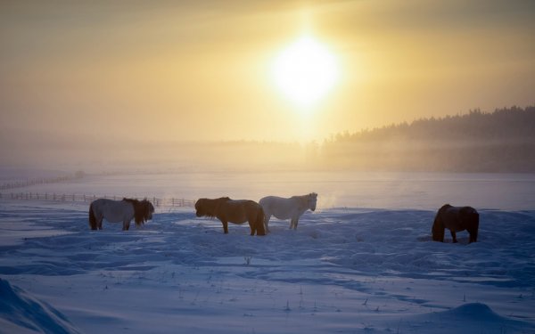 Пейзажите около колимското трасе са приказно красиви. Дребните, набити сибирски кончета се отглеждат за месо. 
Човек обаче не може много да спира и да разглежда - дори при работещ на място двигател парното престава да функционира. Топлината от двигателя стига и за салона само когато той работи под натоварване. 
