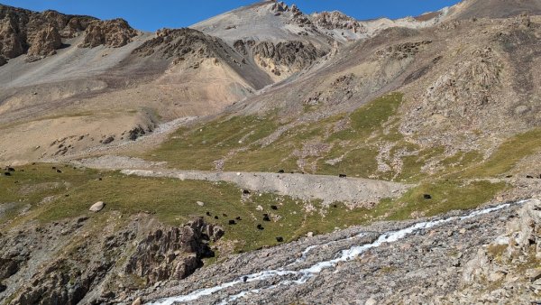 Якове пасат по високопланинските пасбища