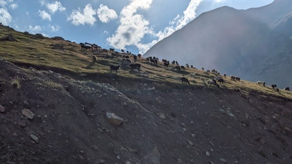 Овце пасат на над 3500 метра височина