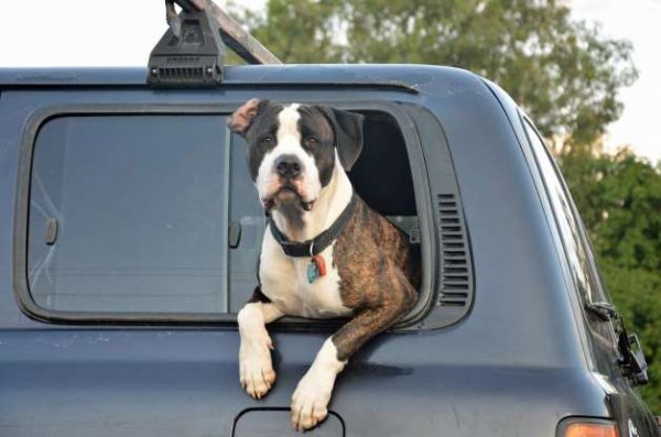 Шофирането със свободно пуснато животно в салона (обикновено това е куче) води до разсейване от страна на водача. Повече от половината шофьори признават, че правят това, като на 23% от тях им се е налагало да се опитват да хванат животното при рязко спиране, а 19% са пробвали да му попречат да мине на предната седалка. Има и друг проблем - куче с тегло20 кг. се превръща в снаряд с 600 кг. при скорост от 50 км/ч. Това е лошо како за животното, така и за возещите се в автомобила.
