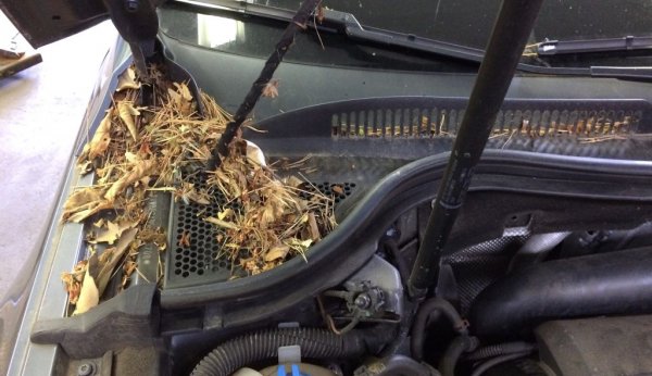 Почти независимо от модела на автомобила под предния капак се събират пожълтели листа - и то точно там, където са въздухозаборниците за купето. Почистете ги добре, ако искате свеж въздух и не желаете неприятни миризми в колата. 
