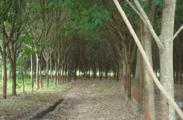 Естественият каучук се добива от т. нар. "каучуково дърво" (Hevea brasiliensis) - дървесен вид, който произлиза от джунглите на Амазонка. В кората на живото дърво се прави прорез, от който се събира млечнобелият на цвят дървесен сок. След изсушаването му на слънце от него се извлича каучукът. 
В природата каучуковото дърво може да порасне до внушителни размери - 42-43 метра на височина. Във фермите обаче остава по-ниско, защото честото цедене на сока забавя растежа му. А и след 30-ата година растението произвежда по-малко сок, затова фермерите обикновено го отсичат и засаждат ново. 
