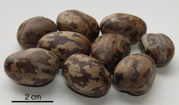 Евентуално по-сериозно поскъпване на каучука може да обърне тази тенденция, разбира се. Но ще отнеме доста време. Каучуковото дърво трябва да расте седем години, преди да започне добивът от него. Така че евентуалните нови насаждения, направени тази година, ще дадат резултат едва през 2028 година. 
На снимката: семена от каучуково дърво
