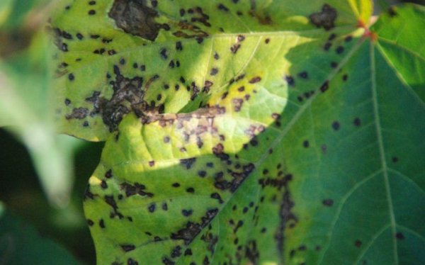 Другият начин да се повиши продукцията е просто фермерите да цедят своите дървета повече. Но това ги отслабва и ги излага на опасност от всевъзможни заболявания. Най-зловещото от тях е т. нар. Южноамериканска листна напаст, предизвиквана от гъбичката Pseudocercospora ulei. Тя почти напълно унищожи бразилската каучукова индустрия през 30-те години на миналия век, и до ден-днешен пречи на латиноамериканските държави да се намесят по-сериозно в този сектор. До момента разпространението й е ограничено само до Южна Америка. Но много експерти твърдят, че е само въпрос на време тя да достигне и до Азия, което ще има катастрофален ефект. Принудителното увеличаване на добивите, към което прибягват много фермери сега, още повече засилва този риск. 
