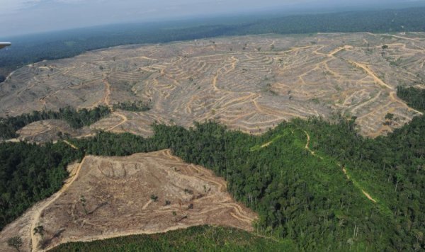 Пред увеличаването на продукцията има и друга пречка: засаждането на нови плантации с каучуково дърво означава изсичането на тропически влажни гори, ключови за климатичното равновесие на планетата. В страни като Индонезия и Тайланд обезлесяването е вече твърде сериозен проблем. А и каучуковото дърво е много интензивна култура, която бързо изтощава почвите. 
На снимката: изсичане на тропически гори в Индонезия
