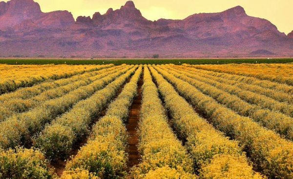 Другият вариант е да се търсят естествени алтернативи. Няколко световни университета в момента си партнират в проучването на растения, които биха могли да заменят каучуковото дърво като източник на естествена гума. 
Едно от тях е казахстанският кок-сагъз - близък роднина на познатото ни глухарче. Експерименти с него са правени в Съветския съюз още през Втората световна война. Добивите са твърде ниски - от един декар площ с кок-сагъз се получава едва една десета от количеството каучук, което дава декар каучуково дърво. Но пък глухарчето израства само за три месеца, тоест може да дава по 3-4 реколти в годината. Компании като Continental вече имат експериментални гуми от каучук, добит от глухарчета, и твърдят, че те дори са по-устойчиви на износване.  
В Северна Америка вървят аналогични проучвания върху растението гуайюле (guayule). То има две предимства: първо, не съдържа веществото, което у много хора предизвиква алергия към латекс. И второ, расте в пустинни местности, така че отглеждането му ще има по-малък ефект върху биоразнообразието. 
На снимката: експериментални насаждения от гуайюле в Аризона, САЩ