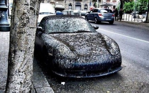 В София и другите големи градове често това не зависи от нас - просто се пъхваме в първото свободно място, което имаме късмета да видим. Ако все пак имате избор, търсете равно място, без наклон, и далече от дърветата. Ако се наложи да спрете под дърво, по-добре инвестирайте в покривало. 
