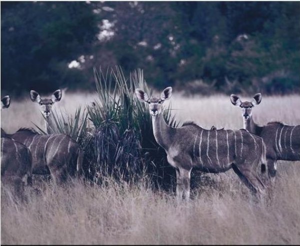 Pirelli Calendar 2009 / Август