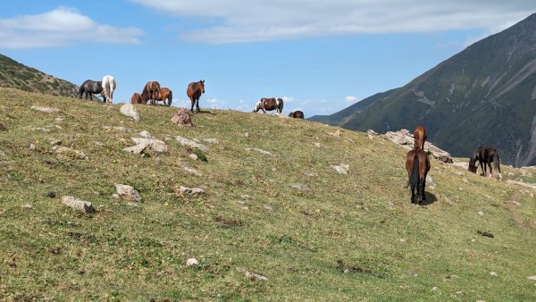 В Киргизстан конете са навсякъде. По една консервативна оценка през миналата година в страната е имало над 700,000 животни