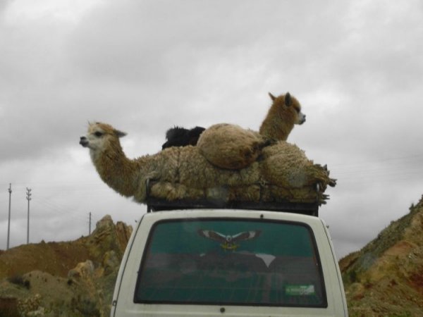 АвтоСмях