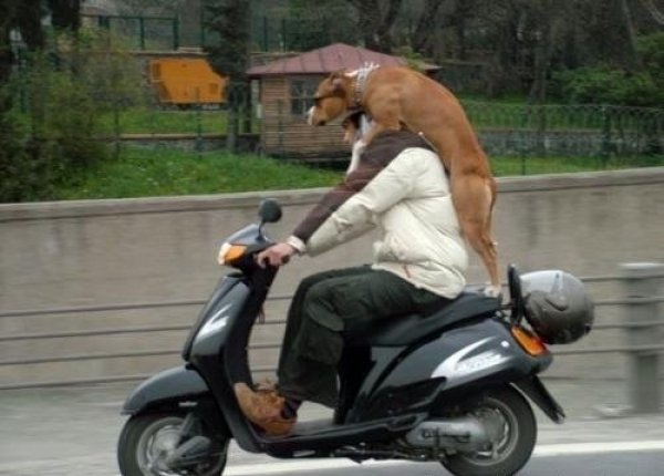 АвтоСмях
