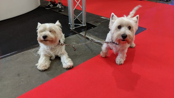 При толкова скъпи класики и охраната в 4-а палата във Франкфурт е на ниво. 