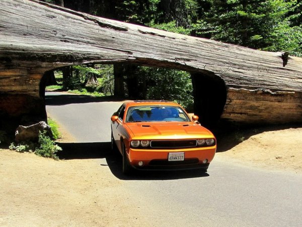 Тази забележителност се намира в Националния парк Кингс Кениън и прилича повече на арка. Идеята за създаването му обаче е просто великолепна. Когато огромната секвоя пада, блокирайки тесния път, минаващ през парка, дървото не е нарязано за огрев, а превърнат в една от атракциите за туристите.