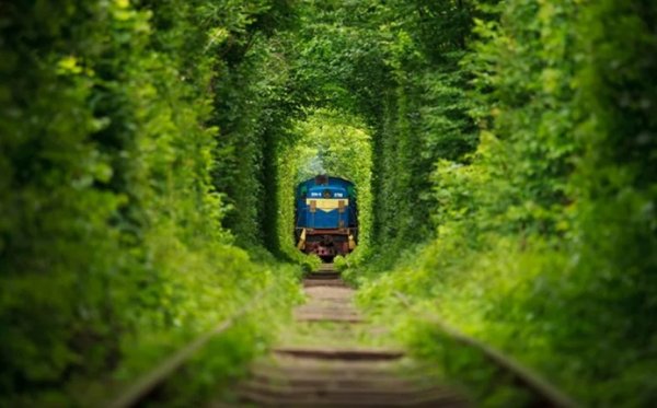 Това е едно от онези места, които неизменно привличат всички любители на романтиката. Старите жп коловози минават през истински тунел, образуван от стволове и корони на дървета, извити по необичаен начин. 