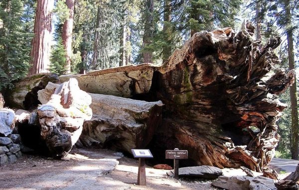 Едно от най-прочутите дървета - секвоята Уавона, е "модифицирано" по подобен начин в началото на 19 век. Но през 2017 г. тя пада. Властите не махнаха дървото, а поставиха пред него надпис "Паднало дърво-тунел". От това броят на туристите не намаля.

