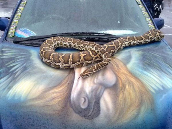 Снимки от фестивала "AEROграфии 2009", който се проведе в Москва. 