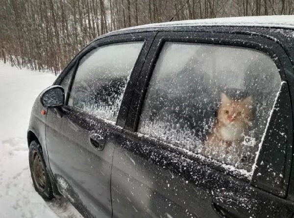 Много добре знаете, че не трябва да се оставят домашни любимци в колата през лятото, но същото важи и за зимните месеци. Температурата в колата може бързо да падне до външната, застрашавайки вашите домашни любимци. Като заключите животното вътре, дори и за малко, увеличавате риска домашният любимец да замръзне до смърт, ако нещо ви попречи да се върнете навреме.