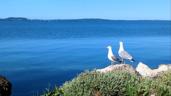 Във водите на залива живеят над 120 бутилконоси делфина, но нямахме късмета да ги зърнем. Освен това може да попаднете и на големи морски костенурки
