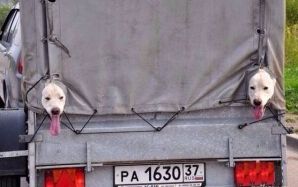 Той би подавал мигач, разбира се, даже всеки път. Обаче ръцете му са заети - с телефона, с цигарата, с чашката кафе. В тази група има и много дами, които към цитирания списък прибавят огледалце и червило. Цели 42% от неподаващите мигач обясняват, че просто нямат време да го правят. 
