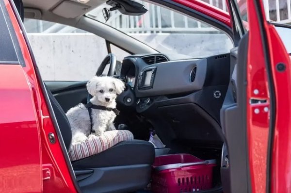 Докато кучето в много страни може да се настани удобно в скута на стопанина или на задната седалка, в Италия е задължително четириногите да са с предпазни колани. В противен случай съществува риск от глоба или дори наказателни обвинения. Ако животното се транспортира в кутия в багажника, тя трябва да бъде правилно закрепена.