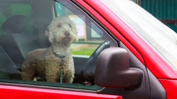 Проблемът с деца или домашни любимци, забравени в автомобила, си остава все така сериозен и предизвиква стотици трагедии всяка година. Производителите се опитват да ги предотвратят с нови системи за засичане на забравено дете или животно. Седем от тестваните миналата година модели имат такива системи. Нито една от тях обаче не е покрила изискванията на EuroNCAP в тази област. 