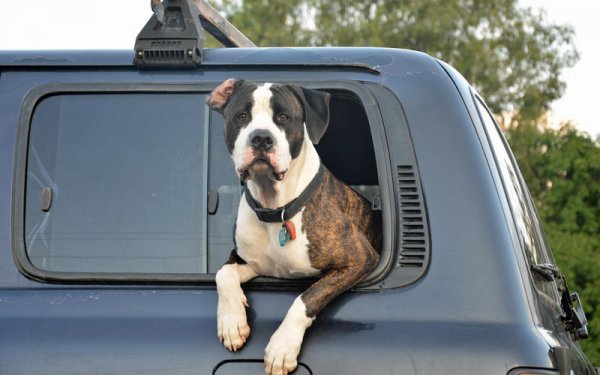 Неуспешното ограничаване на движението на куче или друг домашен любимец в салона на автомобила по време на движение, може да доведе до сериозни неприятности. Най-малко, животното може да разсее човека зад волана и така да се стигне до инцидент. В някои държави това може да ви донесе и глоба за небрежно шофиране.