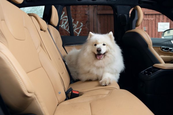 Шофьорите, които често возят домашни любимци в колите си, знаят колко трудно и почти невъзможно е да се отърват от космите по седалките и пода. Експерти съветват да напръскате замърсената зоната с вода - така космите по-лесно ще залепнат за четката.