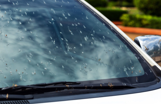 стъкло, насекоми