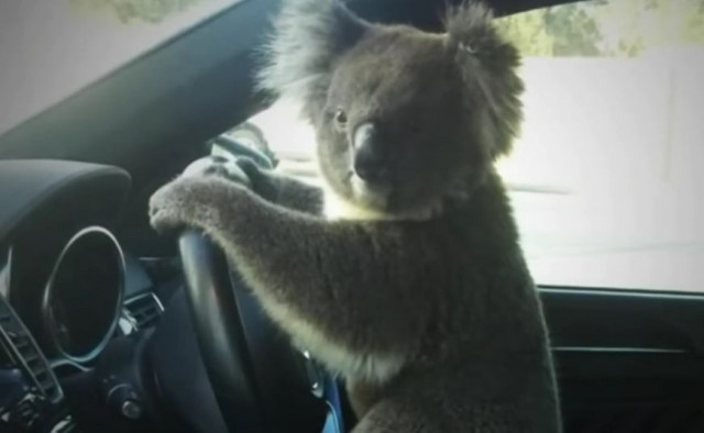 коала, катастрофа