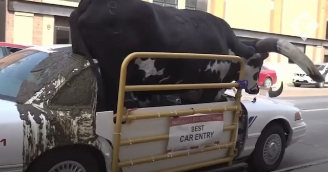 Полицаи спряха лека кола, превозваща жив бик