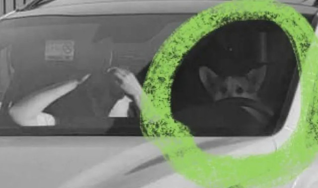 корги, москва, глоба, превишена скорост